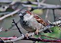 Passer domesticus